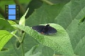 Scene 18_2 Skippers B 2 black skipper red abdomen